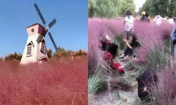 นักท่องเที่ยวจีนบุกถ่ายรูปทุ่งหญ้าสีชมพู ปลูกนาน 3 ปี พังหายหมดใน 3 วัน