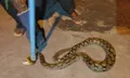 “งูเหลือม” ท้องป่องซุกหน้าบ้านขดตัวไม่ไหวติง-แม่เฒ่าผวารีบแจ้งกู้ภัยจับ
