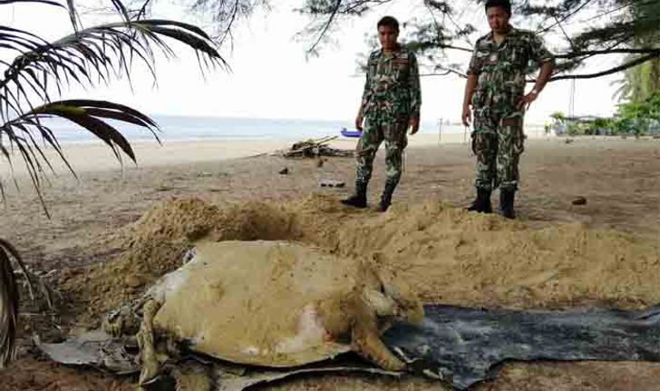 พบอีก-ซาก "เต่าตนุ" เกยหาดแม่รำพึง คาดกินเชือกอวนจับปลาเข้าไป