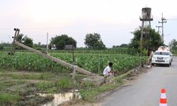 หวิดกลายเป็น “หมูย่าง” เสาไฟฟ้าล้มเฉียดเล้าหมูชาวบ้าน-พบมีกระแสรั่ว