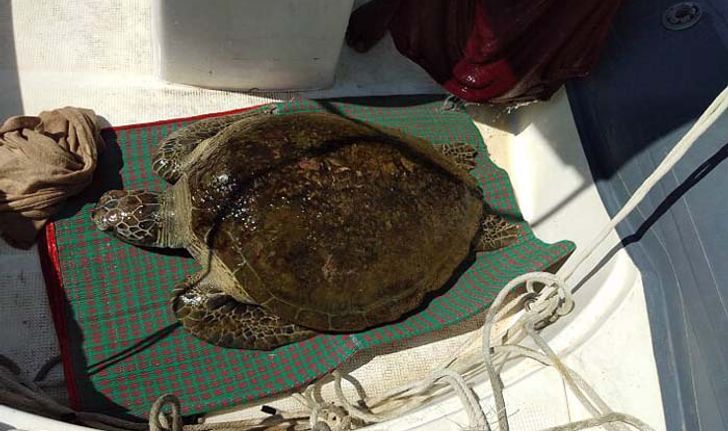 พบ "เต่าตนุ" ลอยน้ำกลางทะเลใกล้ตายที่เกาะพีพี นำส่งศูนย์วิจัยให้การช่วยเหลือ