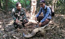 พบ “ซากกระทิง” ครึ่งตันเขตอุทยานฯ ทับลาน-หวั่นถูกล่า