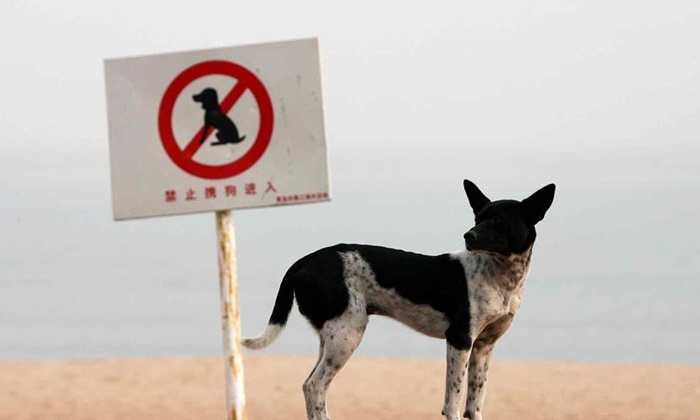 เกิดกระแสไม่พอใจ หลังจีนออกกฎใหม่ ห้ามพาสุนัขออกมาเดินเล่นตอนกลางวัน