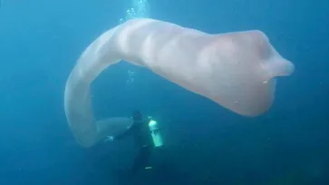 สะพรึง พบหนอนยักษ์ยาวถึง 8 เมตร ในทะเลนิวซีแลนด์