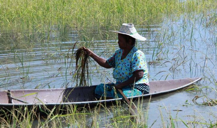 พัทลุงน้ำท่วมหนัก ชาวบ้านล่องเรือเกี่ยวข้าว บางส่วนเนาเปื่อยเสียหาย