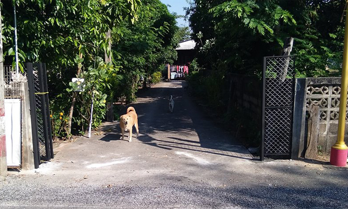 ชาวบ้านงง!  เพื่อนบ้านทำประตู "ปิดทั้งซอย" อ้างไม่มีรั้ว กลัวสุนัขที่เลี้ยงไว้หลุดออกมา