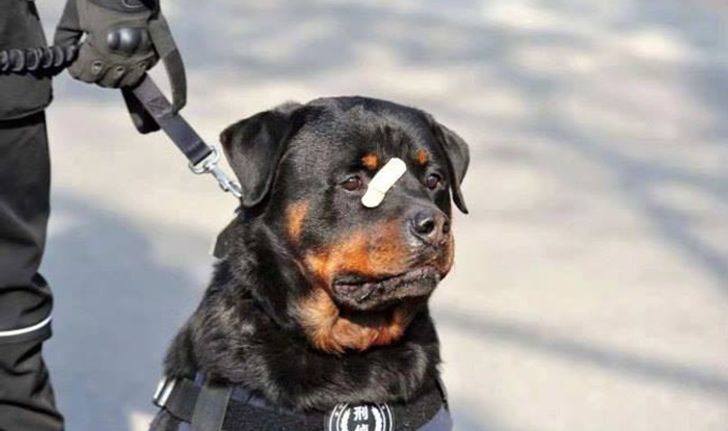 บาดแผลลูกผู้ชาย! “บัฟฟาโล” สุนัขตำรวจแปะพลาสเตอร์ ขวัญใจชาวเน็ตจีน