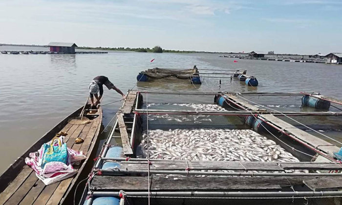 ผู้เลี้ยงปลากระชังเศร้า ปลาลอยน้ำตายสูญกว่า 2 ล้าน เจ้าหน้าที่เร่งหาสาเหตุ