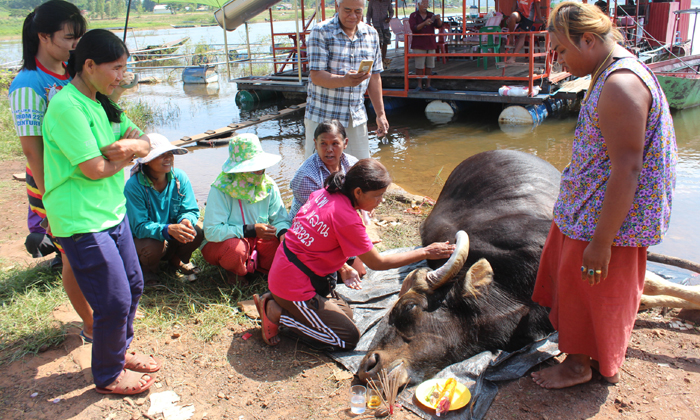 ชาวบ้านแห่ขอหวย กระทิงลอยน้ำตายเกยตื้นท่าเรือเขื่อนลำแชะ