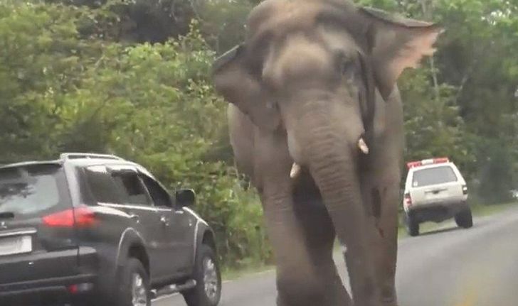 "เจ้าโยโย่" ช้างป่าเขาใหญ่ตกมัน-ปิดถนนตามหาคู่รัก นักท่องเที่ยวยืนถ่ายรูปไม่กลัวตาย