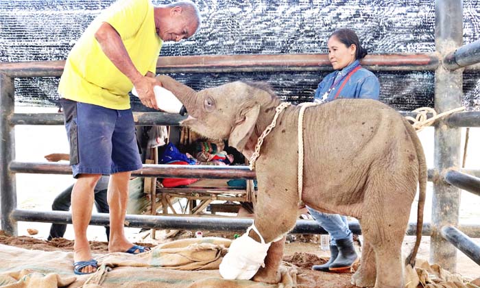 ระดมทุกความช่วยเหลือยื้อชีวิต “พังใบตอง” ลูกช้างป่าถูกบ่วงสลิงชาวบ้านรัดขาใกล้ขาด