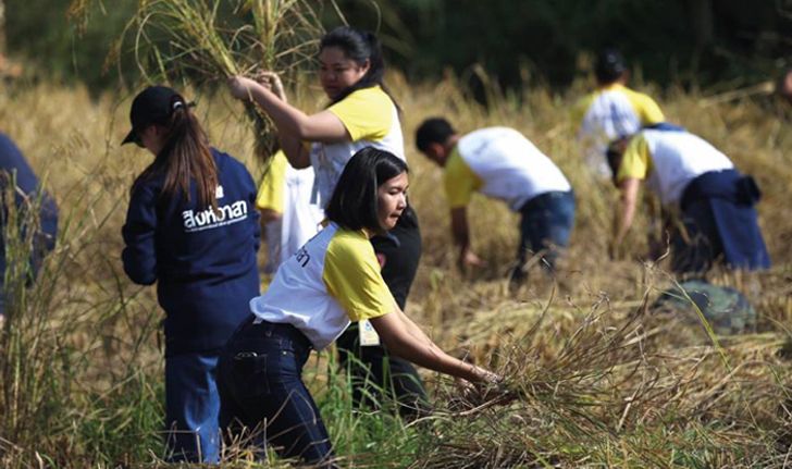 ผลผลิตธารน้ำใจ ทุ่งนารับน้ำถ้ำหลวง ปฏิบัติการช่วยชีวิต 13 หมูป่า