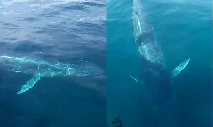 นักท่องเที่ยวตื่นตาส่งท้ายปี วาฬพันธุ์หายากตัวใหญ่ โผล่ว่ายใกล้เกาะราชา