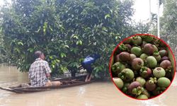 ชีวิตต้องเดินต่อ ชาวสวน พายเรือลุยน้ำท่วม เก็บมังคุดขาย หลัง "พายุปาบึก" พัดถล่ม