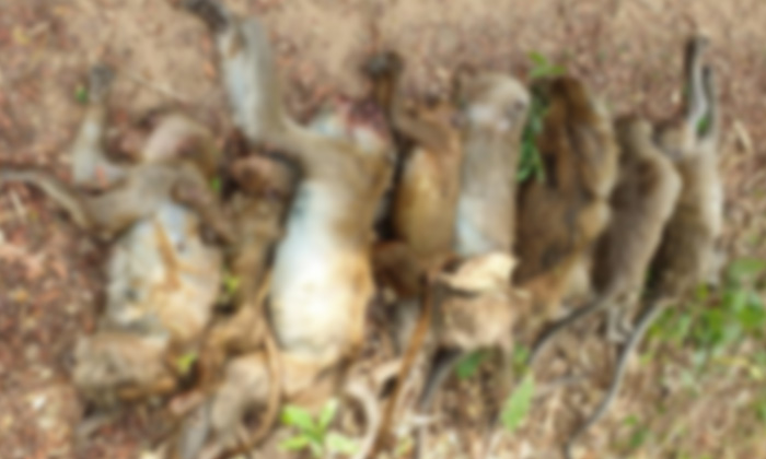 ภาพน่าหดหู่ "ลิงแสม" นอนชักดิ้นตายเกลื่อนกว่า 20 ตัว คาดกินแตงโมอาบยาเบื่อ