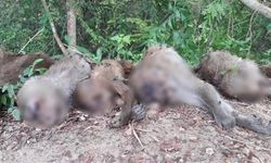 ฆาตกรรมหมู่ “ลิงป่า” ตายเกลื่อนย่านวัดดังระยอง-คาดบุกก่อกวนสวนผลไม้ชาวบ้าน