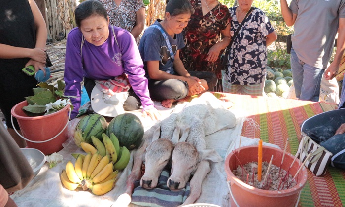 คนยโสธรฮือฮา แม่วัวบรามันตกลูกออกมา 2 หัว ไม่พลาดแห่ส่องบูชา