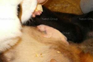 รัฐบาลเตรียมจัดงานฉลองแพนด้าน้อย