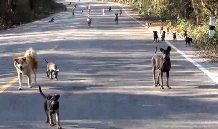 เกลื่อนถนน! สุนัขจรจัดถูกทิ้งริมทางกว่า 300 ตัว ปัญหาหนักเริ่มขาดน้ำ-อาหาร