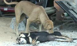 สะเทือนใจคนรักหมา-ลุงวัย 65 ปีขอประณามคนใจบาป ย่องวางยาเบื่อหมาตายเกลี้ยงทั้งหมู่บ้าน