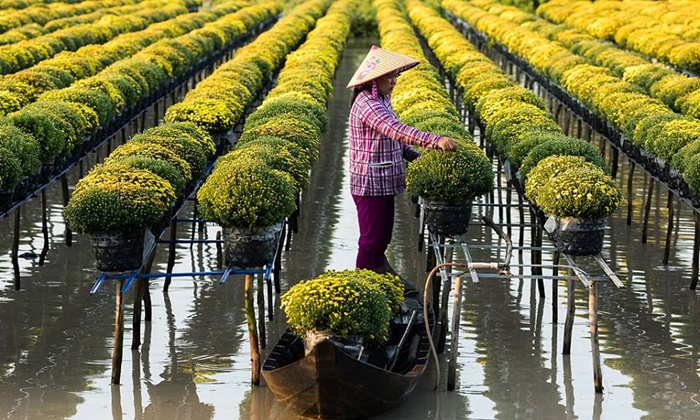 รอดทุกต้น...เกษตรกรเวียดนาม “ยกสวน” หนีน้ำท่วม