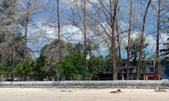 "ต้นสนยักษ์" หน้าหาดยืนต้นตายนับสิบ ตรวจพบ "โดนวางยา" คาดบดบังทัศนียภาพ
