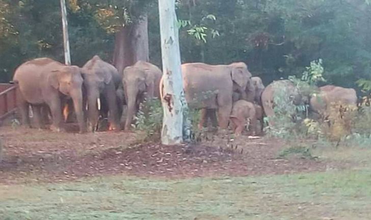 ช้างป่าโขลงใหญ่อาละวาด! บุกกินพืชไร่ชาวบ้าน เดือนร้อนพระสงฆ์ต้องหลบแต่ในกุฏิ