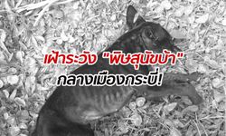 งานเข้า! พบ "สุนัขบ้า" กลางเมืองกระบี่ ประกาศเขตโรคระบาดเร่งหาตัวชายที่สัมผัส