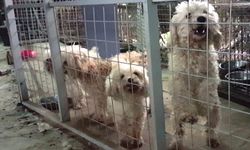 “วอชด็อกไทยแลนด์” แจ้งความลุงรับอุปการะหมาร่วม 30 ตัวเลี้ยงสุดชุ่ย! สภาพป่วย-ตาบอด