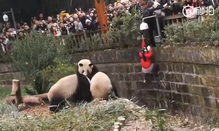 กรี๊ดลั่นสวนสัตว์ หนูน้อยชาวจีนร่วงตกคอก "แพนด้า" เหตุพ่อแม่อุ้มนั่งราวกั้น (คลิป)