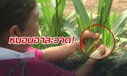 เกษตรกรอ่วม! "หนอนประหลาด" ระบาดหนัก แปลงข้าวโพดเสียหายแล้วกว่า 200 ไร่