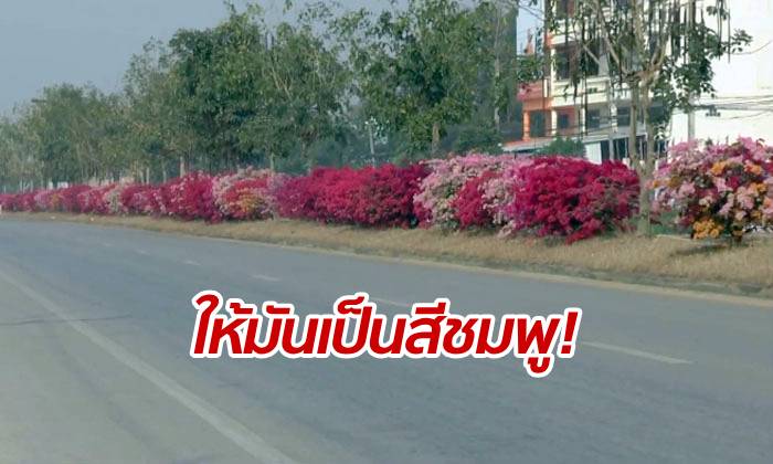 ชมพูทั้งสาย! "ถนนเฟื่องฟ้า" พะเยา สวยงามรับเทศกาลวาเลนไทน์