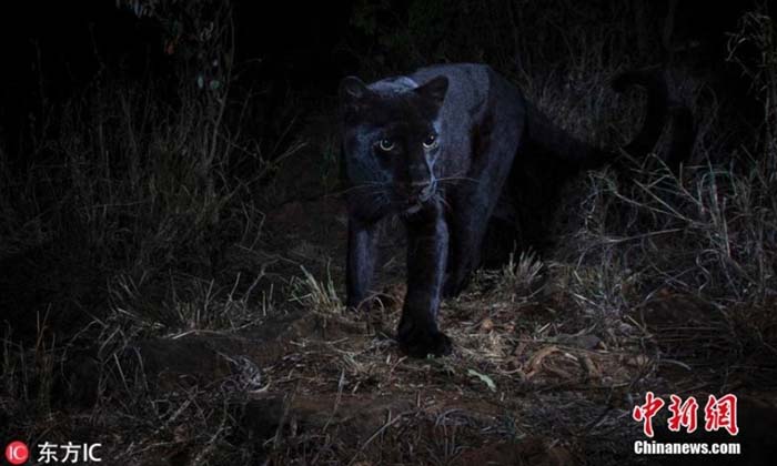 "เสือดำ" เคนยายังมีอยู่จริง กล้องสามารถจับภาพได้ในรอบ 110 ปี
