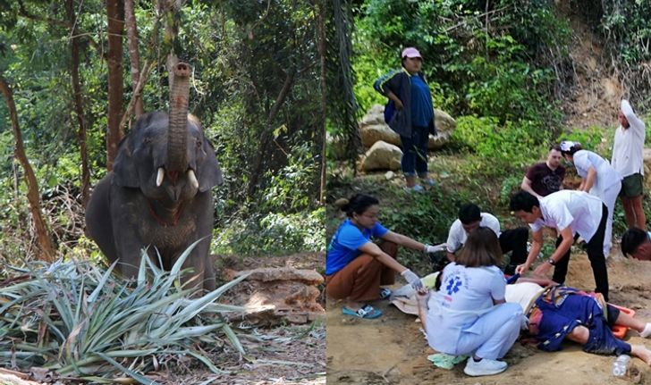 เหม็นกลิ่นเบียร์! ช้าง “พลายธันวา” สะบัด 2 หนุ่มอิตาลีร่วง ก่อนใช้งาแทงซ้ำไส้ทะลัก