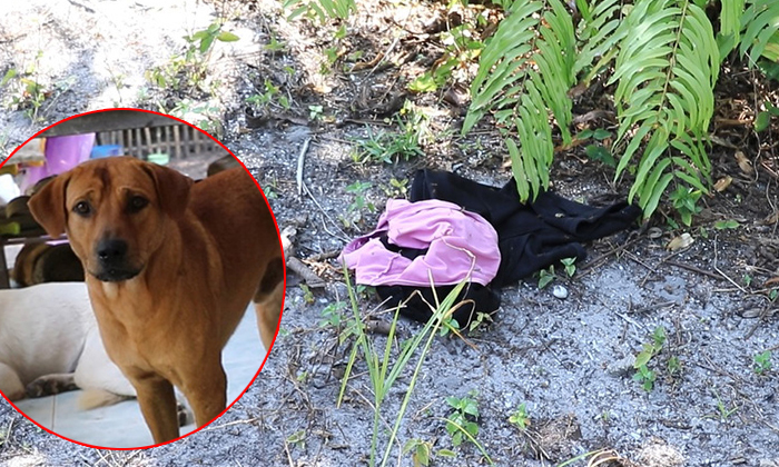 ทรชนโหดหื่น ทุบหัว-ข่มขืนยายวัย 72 ตายคาสวนปาล์ม หมานำทางสามีพบศพ