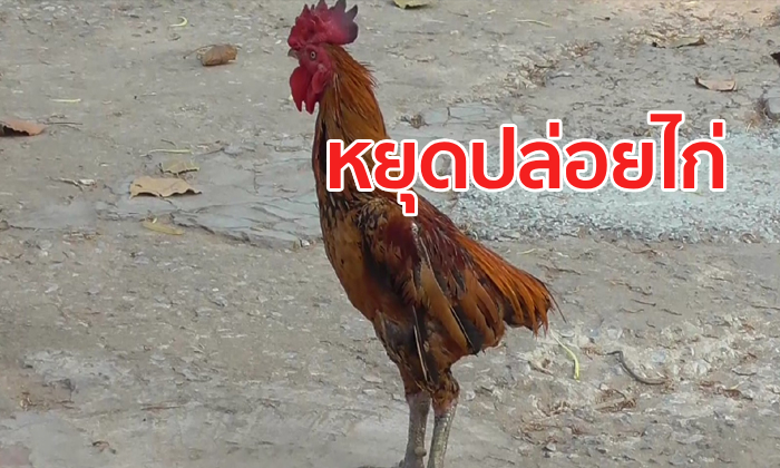 พอเถอะโยม! พระวอนชาวบ้านอย่านำไก่พิการปล่อยทิ้ง เตรียมขึ้นป้ายขอร้อง