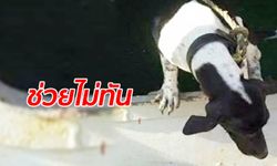 ช่วยน้องไม่ทัน "หมาแหลมฉบัง" ติดเรือไปฮ่องกง ถูกฆ่าตายก่อนส่งกลับบ้าน