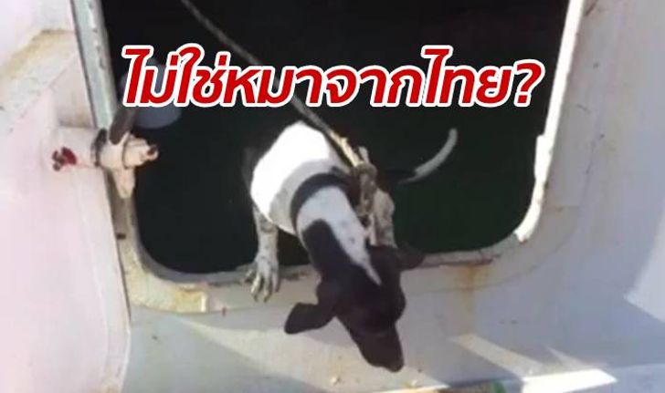 ท่าเรือแจงดราม่า "หมาติดเรือ" ไปถูกฆ่าที่ฮ่องกง เช็กวงจรปิดไม่เห็นสักตัว