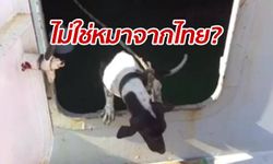 ท่าเรือแจงดราม่า "หมาติดเรือ" ไปถูกฆ่าที่ฮ่องกง เช็กวงจรปิดไม่เห็นสักตัว