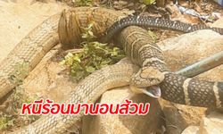 ล้อมห้องส้วมจับ "งูจงอาง" ตัวอวบอ้วนยาว 4 เมตร หนีร้อนนอนสบายใจในอ่าง