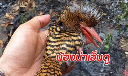 หนึ่งในสัตว์ผู้โชคดี "นกกระเต็นลาย" รอดไฟป่าเชียงดาว ปลอดภัยในอุ้งมือผู้พิทักษ์