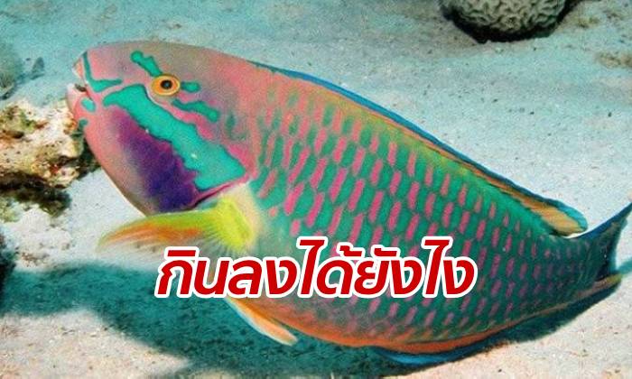 ปกป้อง "ปลานกแก้ว" โลกโซเชียลหวั่นสูญพันธุ์ เหตุคนกำลังนิยมจับกิน