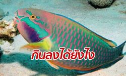 ปกป้อง "ปลานกแก้ว" โลกโซเชียลหวั่นสูญพันธุ์ เหตุคนกำลังนิยมจับกิน