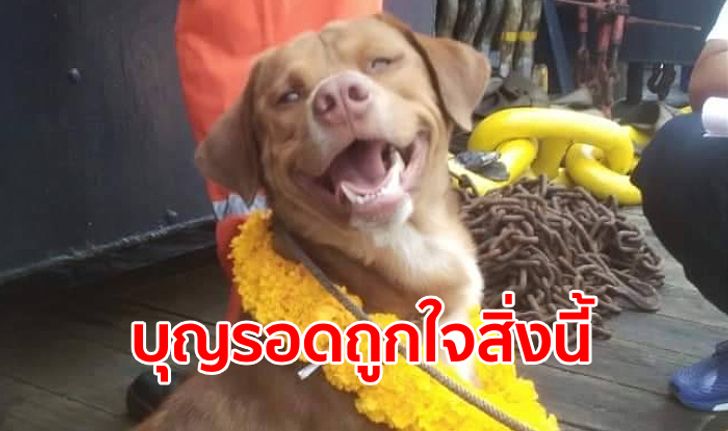 อัปเดตชีวิต "บุญรอด" หมาอ่าวไทยได้กลับขึ้นฝั่งแล้ว ส่งรักษาตัวก่อนไปอยู่บ้านใหม่