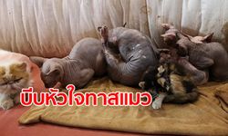 เปิดสภาพสุดสังเวช แมวในคาเฟ่นรก ถูกผสมข้ามสายพันธุ์จนตาบอด-แท้งลูก