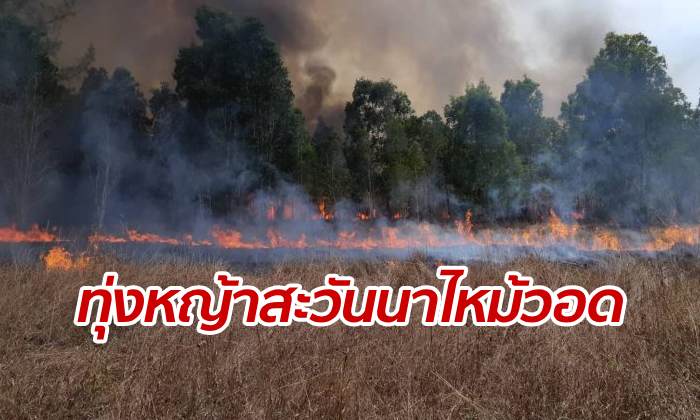 ไฟไหม้ "ทุ่งหญ้าสะวันนา" เกาะพระทอง อันซีนไทยแลนด์ วอดนับพันไร่