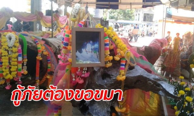 ข่าวหวย ต้นตะเคียน