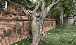 ต้นมะขามยักษ์โค่นทับ กำแพงเก่าเมืองกาญจน์ ชาวบ้านเสียดายเห็นพังกับตา