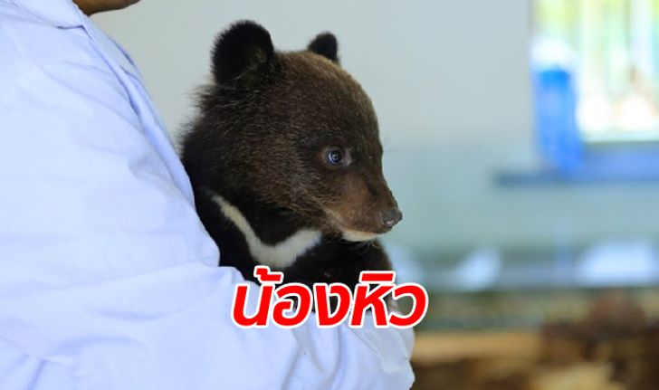 น้องรอดแล้ว! จีนช่วยชีวิตลูกหมีควายหิวโซ น่าเอ็นดูในอ้อมกอดเจ้าหน้าที่