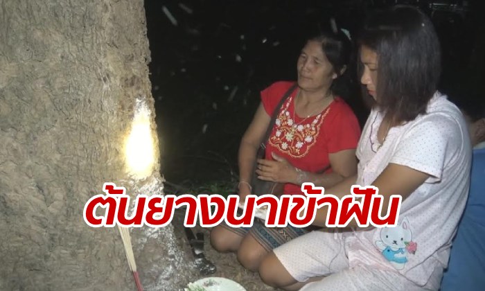 สาวประหลาดใจ "ต้นยางนาข้างวัด" เข้าฝันไม่หยุด คอหวยแห่ไหว้-ได้เลขเด็ดสมใจ